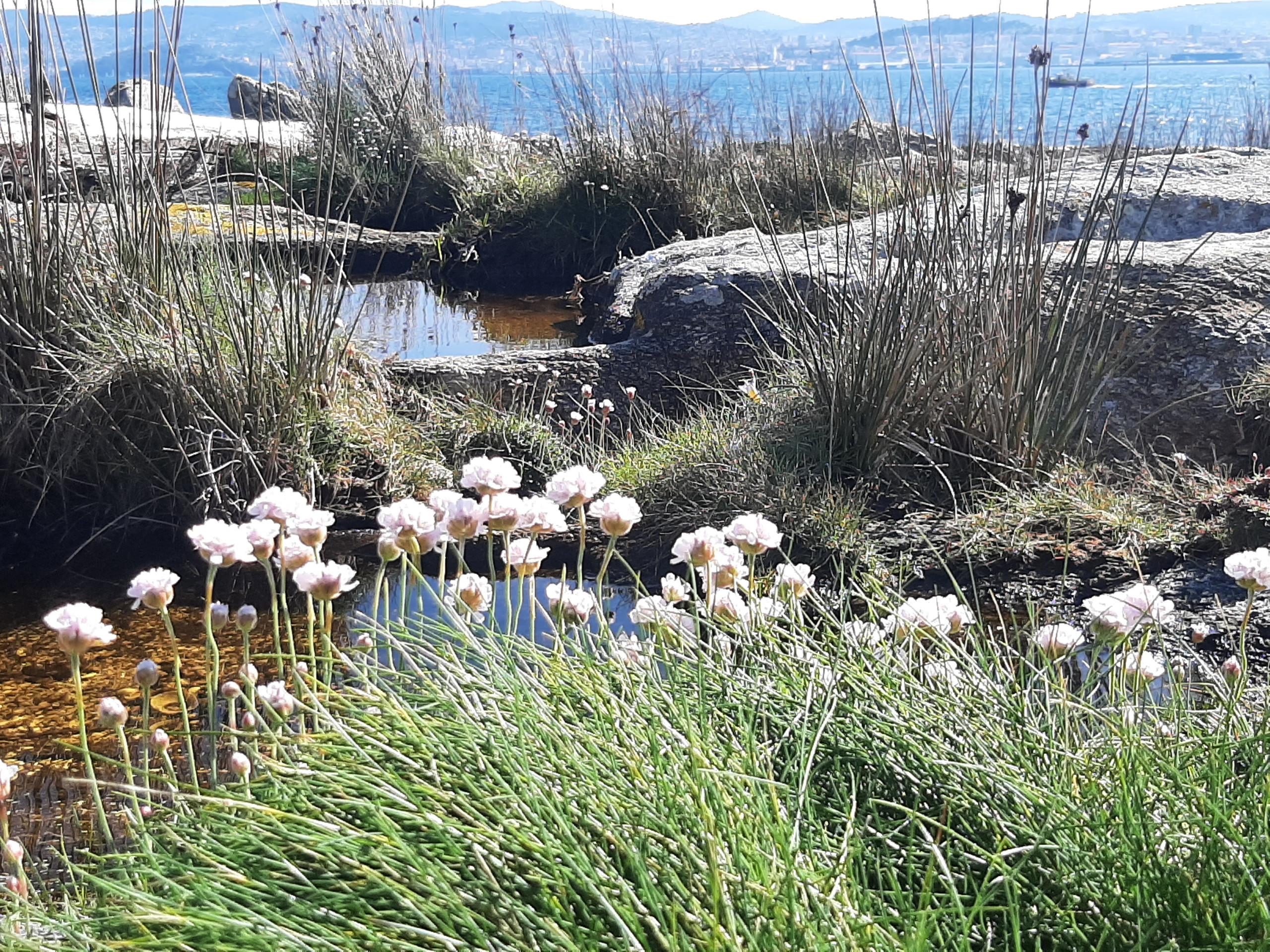 Gräser und Blumen vor Pfützen im Brandungsbereich